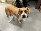 Adopt RUBY a Australian Shepherd, Mixed Breed