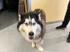 Adopt LIV a Siberian Husky