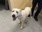 Adopt SUZIE a Labrador Retriever, Mixed Breed