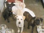 Adopt MISSY a Labrador Retriever