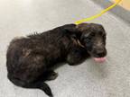 Adopt AVA a Cairn Terrier