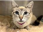 Adopt SAGE a Siamese
