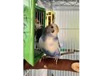 Adopt SKYLAR a Parakeet (Other)