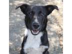 Adopt LAVENDER a Border Collie, Mixed Breed