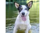 Adopt LENNOX a Australian Shepherd