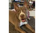 Adopt Nala a Pit Bull Terrier