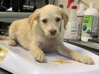 Adopt A239195 a Cairn Terrier, Mixed Breed