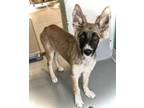 Adopt A238873 a German Shepherd Dog, Mixed Breed
