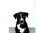 Adopt DUCKY a Pit Bull Terrier, Mixed Breed