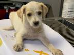 Adopt A239194 a Cairn Terrier, Mixed Breed