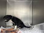 Adopt A239037 a Border Collie, Mixed Breed