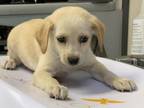 Adopt A239196 a Cairn Terrier, Mixed Breed
