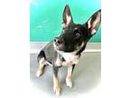 Adopt A239064 a German Shepherd Dog, Mixed Breed