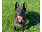 Adopt BECKY a Pit Bull Terrier