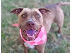 Adopt REAGAN a Pit Bull Terrier