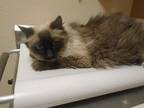 Adopt COOKIE a Siamese