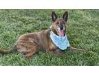 Adopt ROXY a Dutch Shepherd