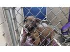 Adopt BABY a Pit Bull Terrier, Mixed Breed