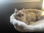Adopt CHANEL a Siamese