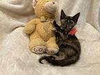 Cissy Domestic Shorthair Kitten Female