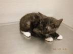 Adopt A603942 a Domestic Short Hair