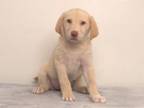 Adopt AMBER a Siberian Husky, Mixed Breed