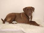 Adopt SIERRA a Labrador Retriever