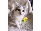Muffin Maine Coon Kitten Male