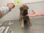 Adopt A603964 a German Shepherd Dog, Mixed Breed