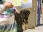 Adopt A603966 a German Shepherd Dog, Mixed Breed