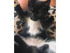 Gluten Domestic Mediumhair Kitten Female