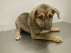 Adopt A603934 a German Shepherd Dog, Mixed Breed
