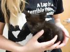 Adopt WEDNESDAY a Domestic Medium Hair