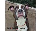 Taco Jonathan American Pit Bull Terrier Adult Male