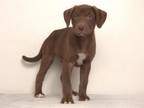 Adopt PRINCESS a Siberian Husky, Mixed Breed