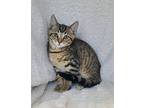 6295 (Tipsy) Domestic Shorthair Kitten Female