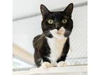 Mia Domestic Shorthair Senior Female