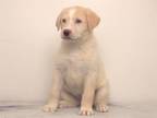 Adopt SKY a Siberian Husky, Mixed Breed