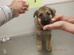 Adopt A603965 a German Shepherd Dog, Mixed Breed