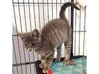 Pinot Domestic Shorthair Kitten Female
