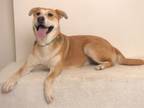 Adopt MAEVA a Labrador Retriever, Pit Bull Terrier