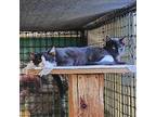 Donald Domestic Shorthair Kitten Male