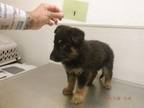 Adopt A603962 a German Shepherd Dog, Mixed Breed