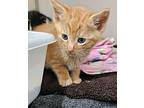 Lucky Day Domestic Shorthair Kitten Male
