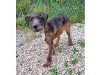 Yoshi (6328) German Wirehaired Pointer Puppy Male