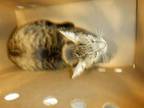 Adopt MEOWS-ALOT a Domestic Short Hair