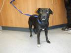 Adopt LATTE a Border Terrier, Mixed Breed