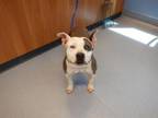 Adopt ELIZABETH a Pit Bull Terrier