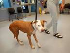 Adopt A1347299 a Pit Bull Terrier