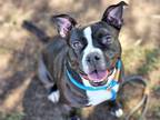 Adopt ROO a American Staffordshire Terrier, Mixed Breed